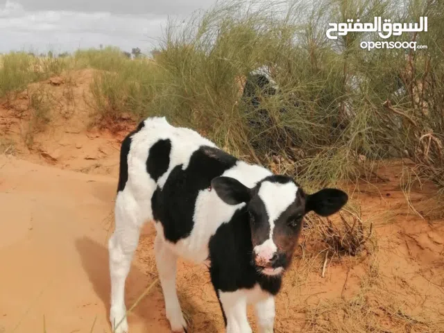 عجل للبيع ربي يبارك والصورة مش هوا العجل نفسه للعلم