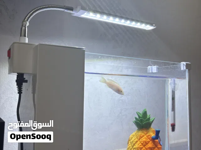 حوض صغير للبيع المكان طرابلس الدريبي