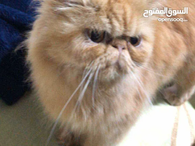 قطط بيرشن بيور