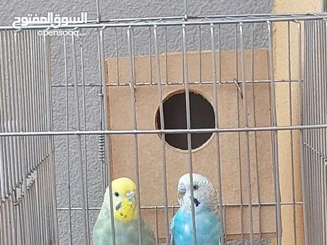 كوبيه بقلينو