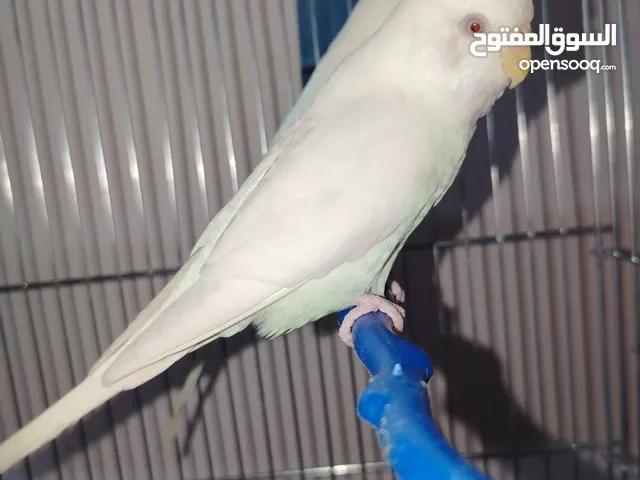 جوزين حب البينو للبيع