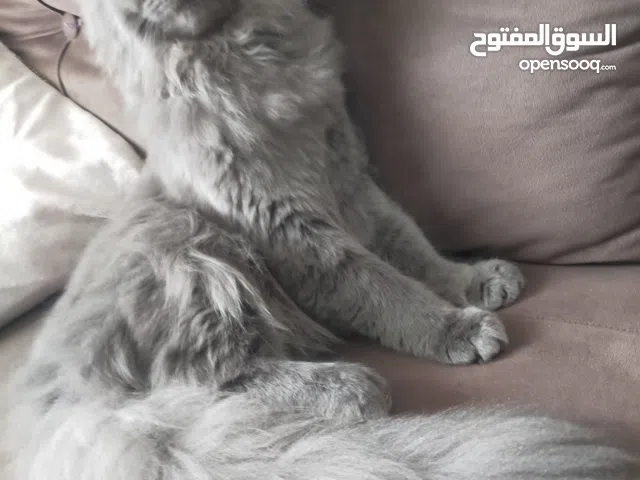 قط ماشالله حجم كبير عمر 6شهور كتن