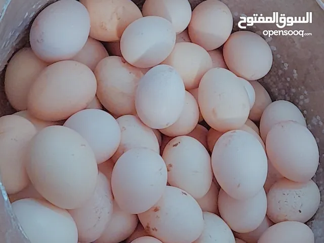 دحي/ بيض عربي