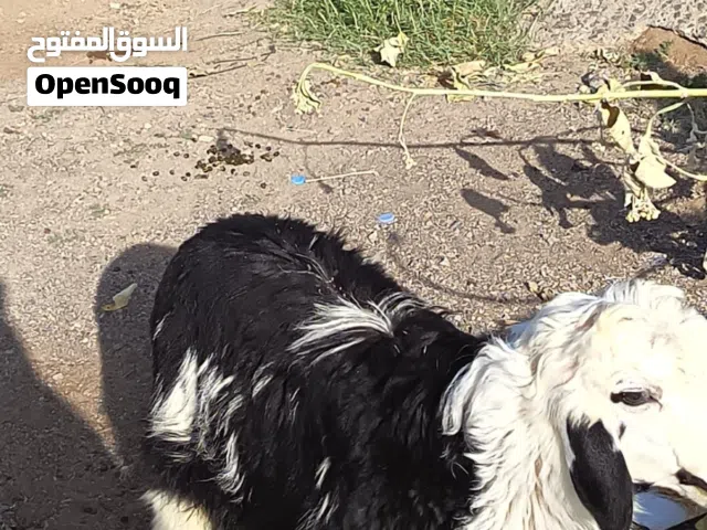كبش تهجين نجدي للبيع