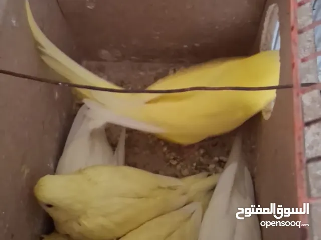 موجود 5 حبات حب رقم التلفون بي العلان