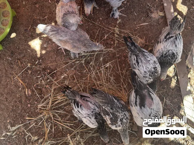 صيصان براهمي حجم جامبو