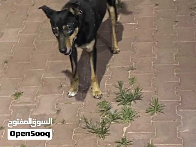 سلام عليكم نبي نعرف نوع الكلب واني شاريه علي انه ولف ونبي نتاكد