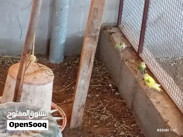 بادجي للبيع