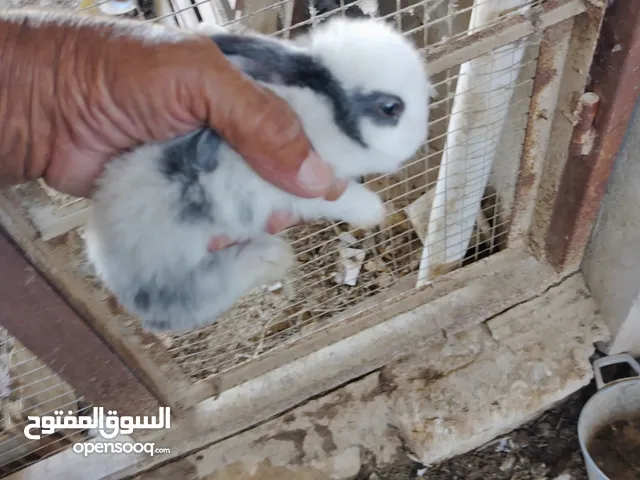 أرانب للبيع