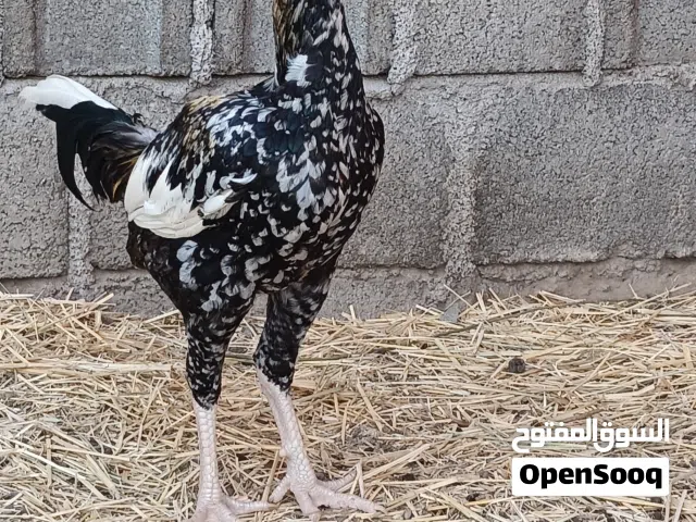 للبيع ديك شانجرا