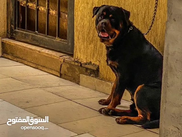 مطلوب كلب رود وايلر العمر مش كبير ميفوتش عام وأصغر