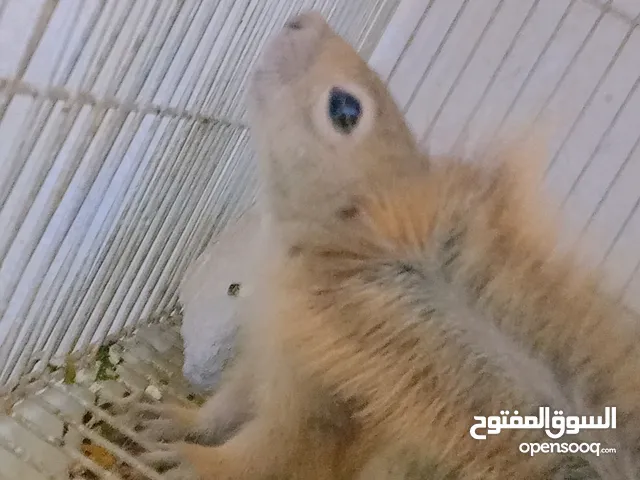 سنجاب البيع 35 الف