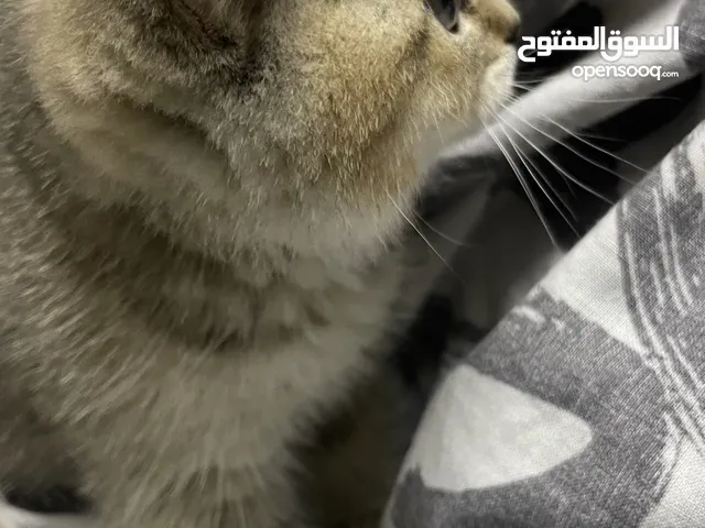 سكوتش جولدن ستريت Ny 11