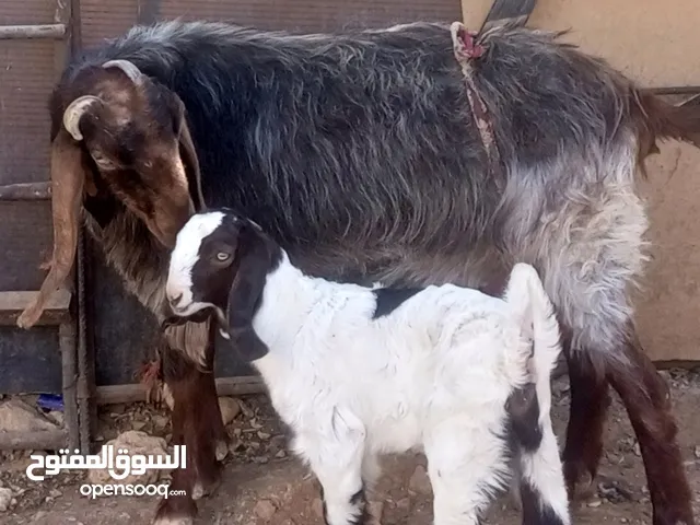 عنز معها سخله عمرها شهرين حليب بصلاة على النبي