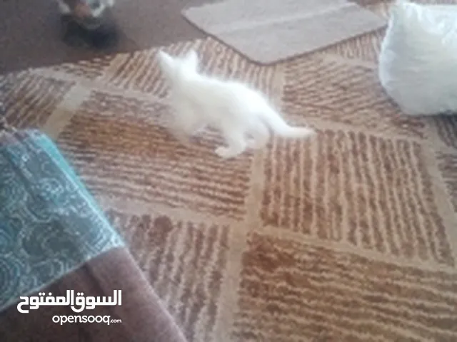 قطه مع اولادها للتبني
