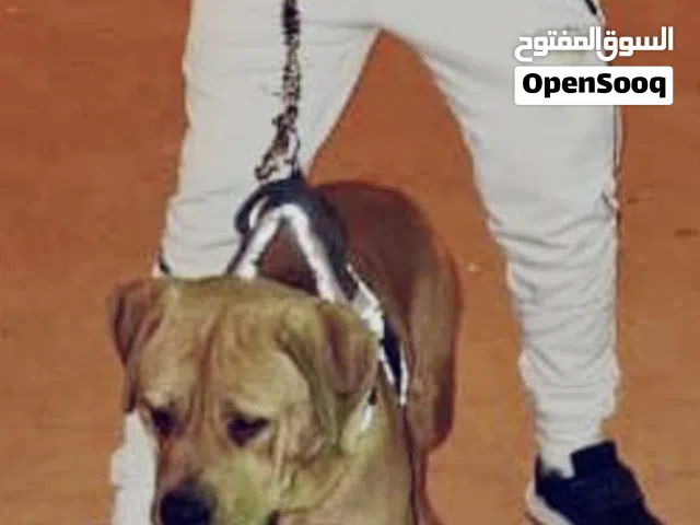 كلب ماسيت ياباني