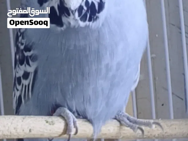 زوج نكليزي المستوى واضح شوف الوصف رجا وبعدين راسلني