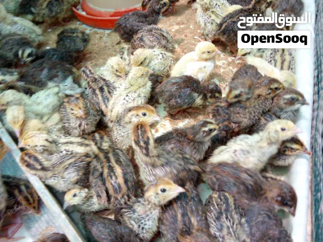 فري للبيع العمر اقل من شهر