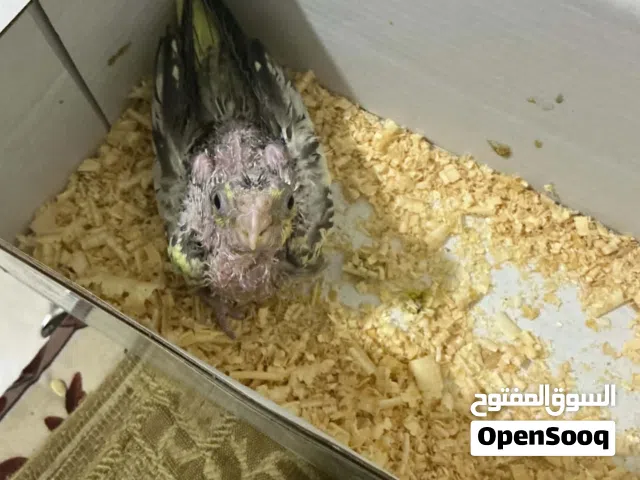 روز لاتينو عين حمرا و فرخ كوكتيل