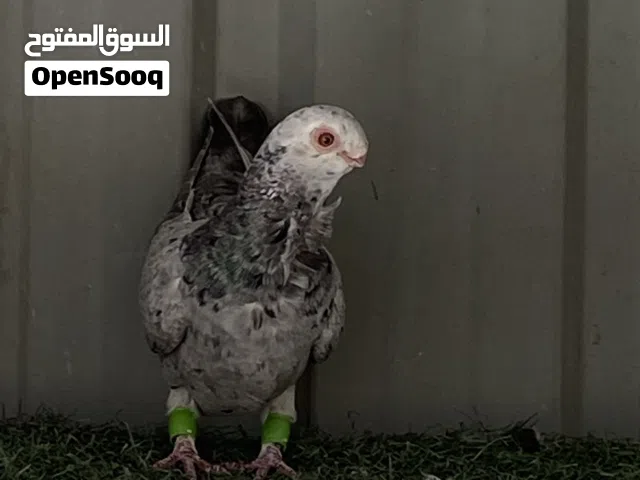 طيرة ذبانية نخب للبيع