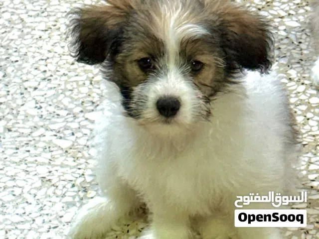 Female maltese Dog only three months old very good and pure puppy
