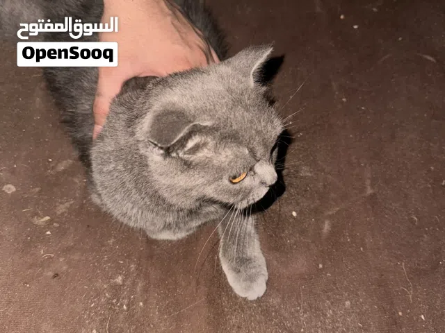 قط شيرازي بصحة جيدة