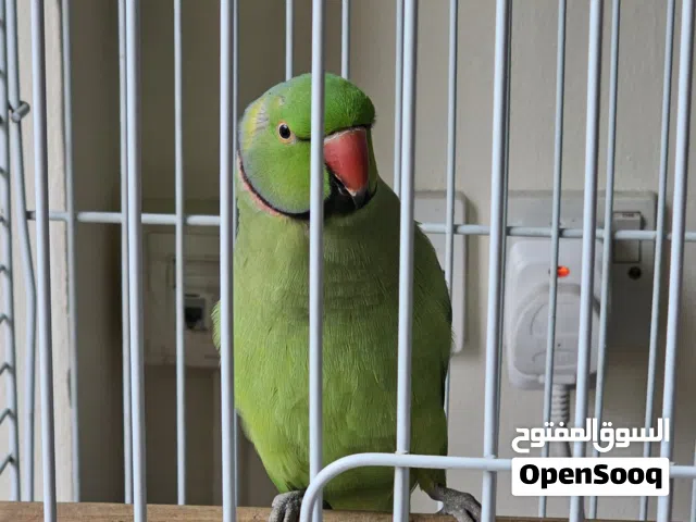 talking ringneck