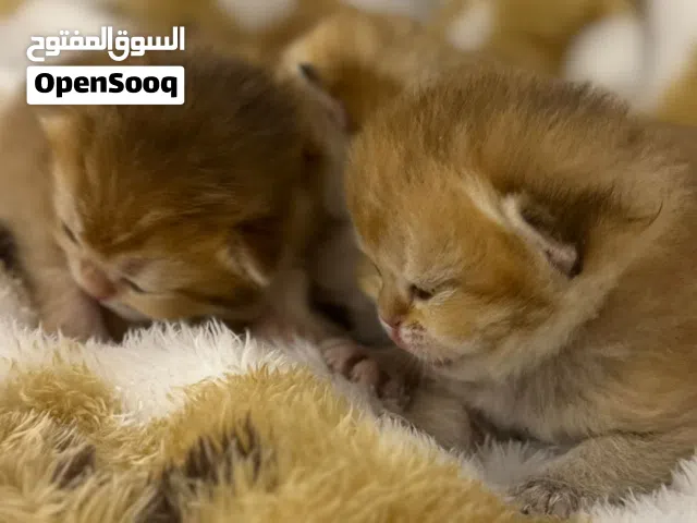 كتن برتش قولدن بيور