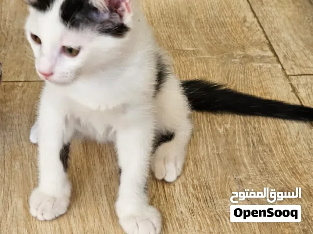 قطط لتبني بعمر ثلاث اشهر