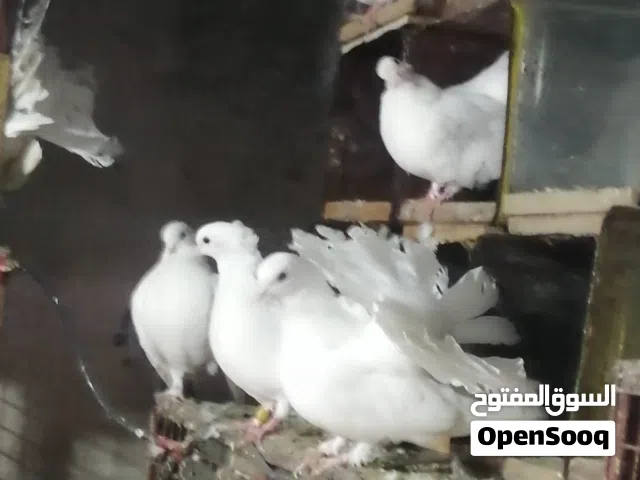 متاح للبيع مطير حمام هزاز ومطير حمام فرنسي سوبر جامبو بيور التفاصيل بالوصف