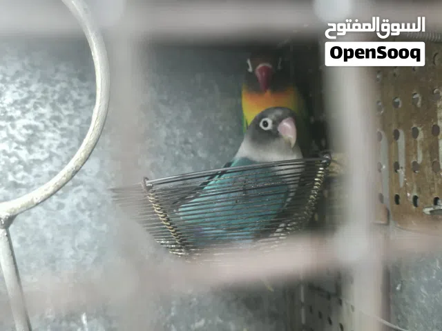 جوز فيشر شغال للبيع