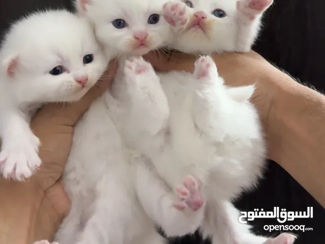 Pure Persian Kittens For Sale