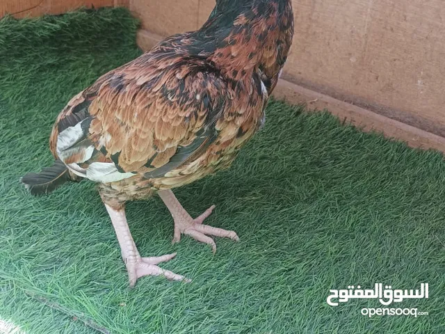 دجاج باكستاني اصل اقرا الوصف