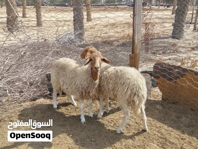 زوز بركوسات توامه عمر 9شهور