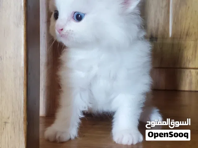 قطط (كيتنز شيرازي بيور) شهر ونص