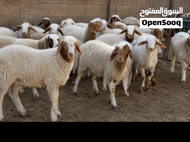 مطلوب خرفان بيوضي