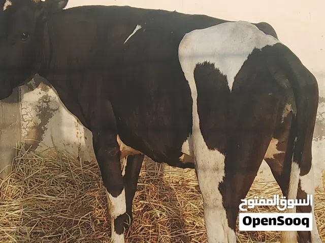 عجال ظفاريات وبقرة ظفارية تهحبن نمساوي عشار