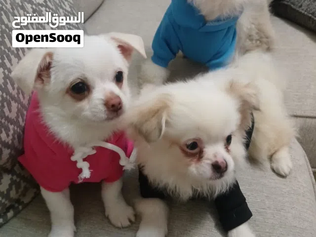 عمر 6 شهور مع دفاتر تطعيمات