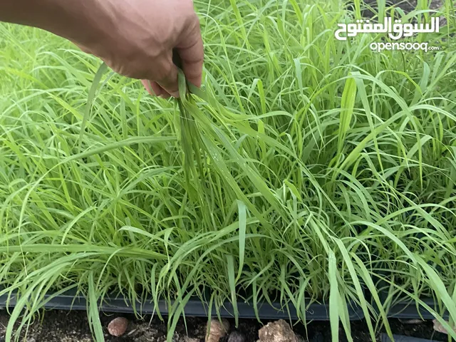 اطباق شتلات بلوبنك