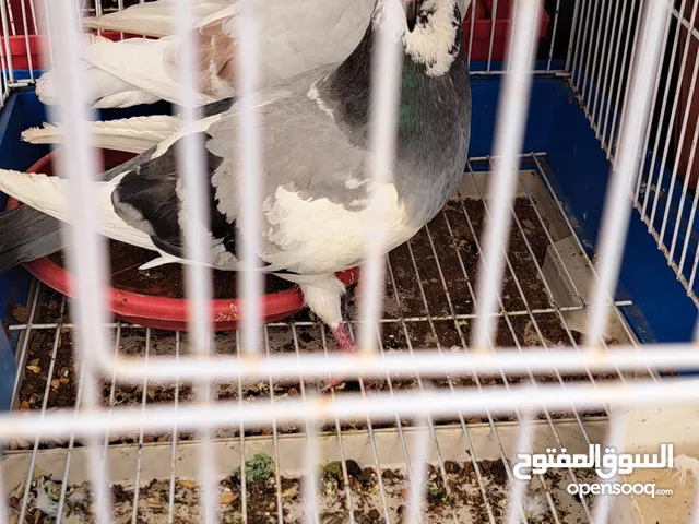 الرجاء قرأت الوصف