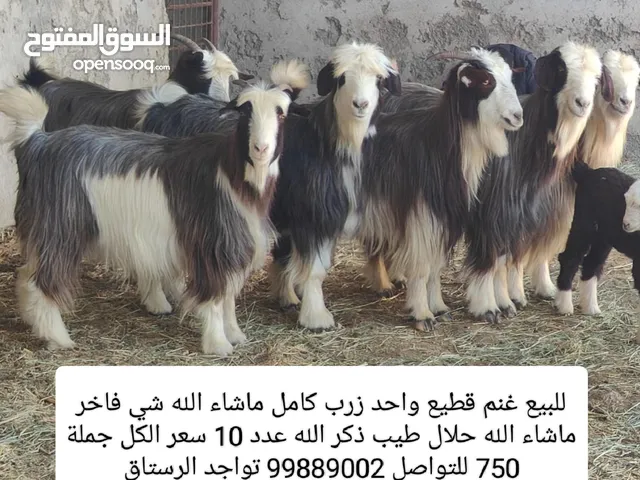 للبيع غنم قطيع واحد زرب كامل ماشاء الله شي فاخر ماشاء الله حلال طيب ذكر الله