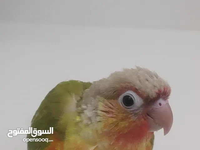 كنيور باينبل اناناس هدد خارجي