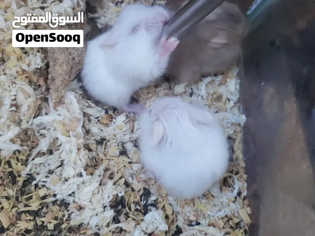 همستر روسي ...من الانتاج ماشاء الله