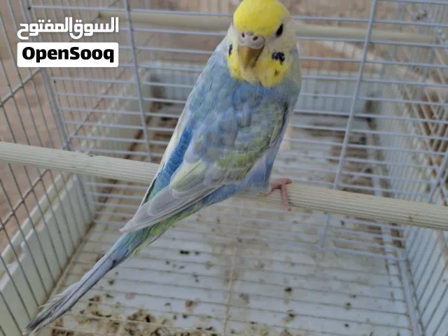 نتاية لون ووصف وحجم