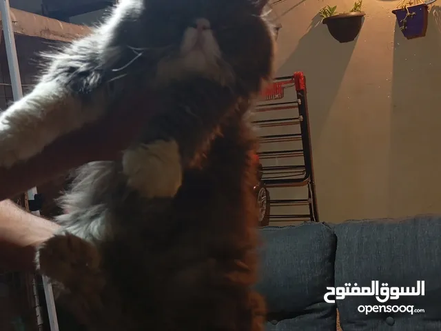 بيرشن مستوا خرافي و واضح العمر سنه بسم الله ماشاءالله تبارك الرحمن متعود عاللتر بوكس ودراي فود