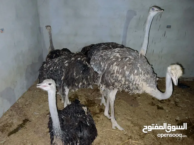 نعام للبيع