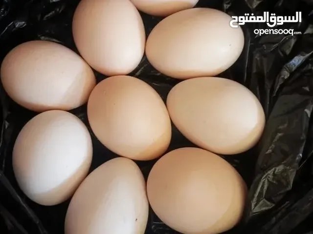 بيض هراتي + عربي + تضريب