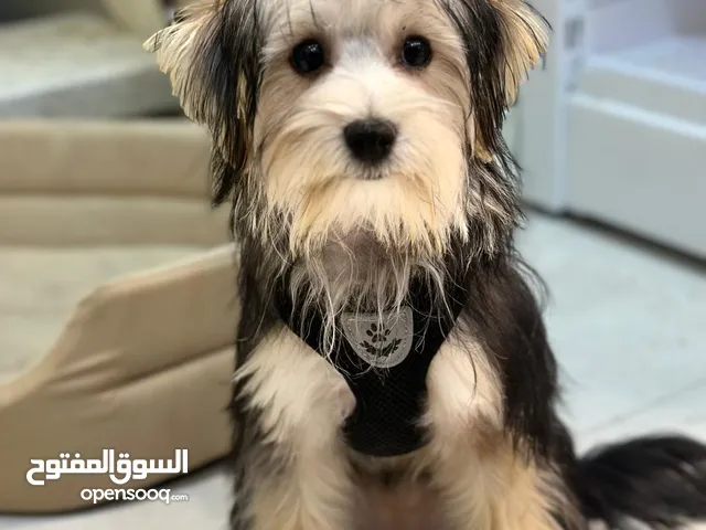 Purebred Female Yorkshire Terrier – Playful & Friendly