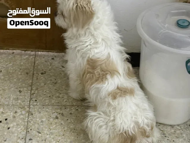 كلب زينة تيرير سنة ونص للبيع