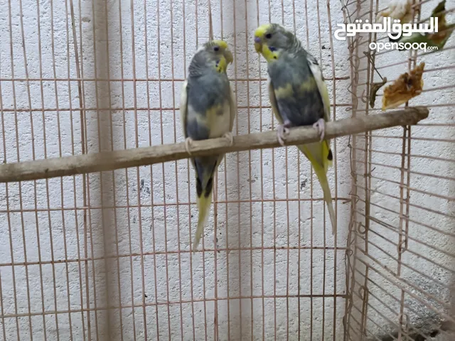 زوج طيور حب شكري برصاصي للبيع